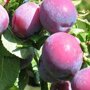 Pruimenboom 'Reine Claude d'Althan' leivorm laag (kruisbestuivend)